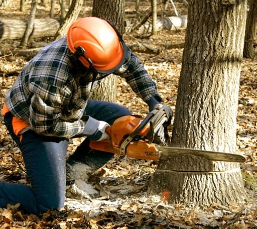 Tree Removal in Burton, OH